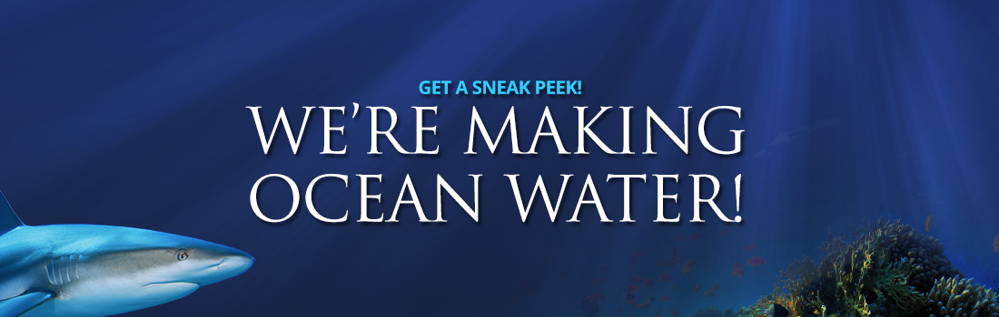 We’re making ocean water! Sneak peek at OdySea Aquarium
